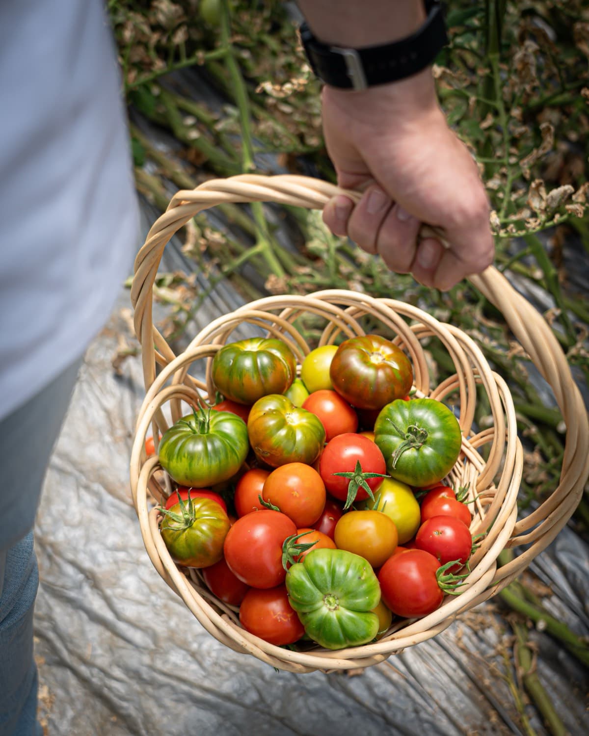Heirloom tomatoes